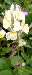 Linaria triphylla