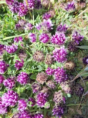 Trifolium grayi