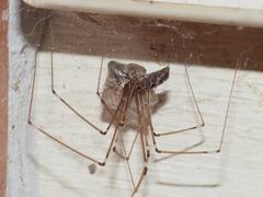 Smeringopus natalensis