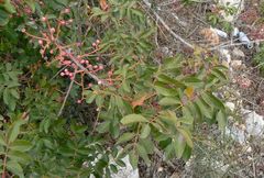 Pistacia terebinthus