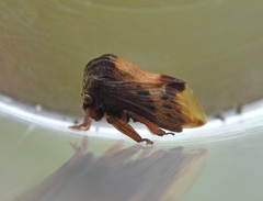 Talipes appendiculatus