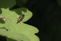 Tenthredo maculata