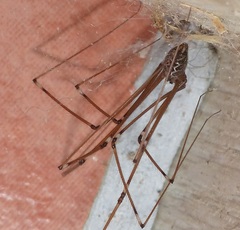 Smeringopus natalensis