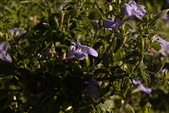Barleria obtusa