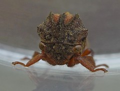 Talipes appendiculatus