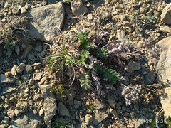 Potentilla chinensis