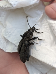 Carabus coriaceus