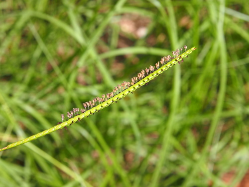 Bahia grass (Invasive Species of Texas) · iNaturalist