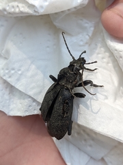 Carabus coriaceus