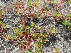 Laurembergia repens
