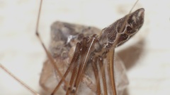 Smeringopus natalensis