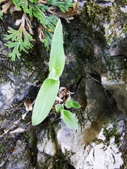 Tradescantia sillamontana