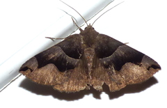 Gondysia
