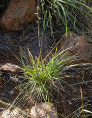 Eragrostis nindensis