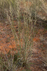 Eragrostis pallens