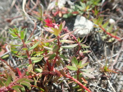 Laurembergia repens
