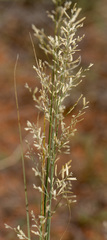 Eragrostis pallens
