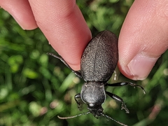 Carabus coriaceus