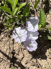 Evolvulus convolvuloides