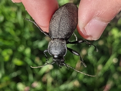 Carabus coriaceus