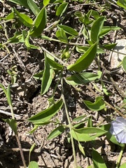 Evolvulus convolvuloides