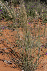 Eragrostis pallens