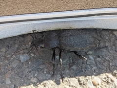 Carabus coriaceus
