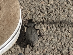 Carabus coriaceus
