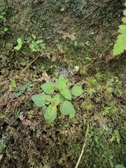 Sarcopyramis napalensis