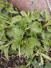 Urtica platyphylla