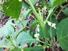 Witheringia mexicana