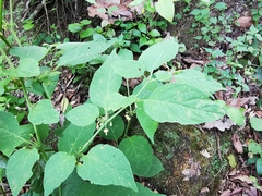 Witheringia mexicana