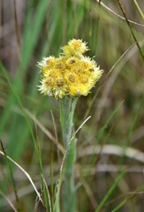 Helichrysum auriceps