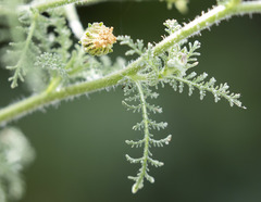 Garuleum schinzii