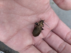 Carabus ulrichii