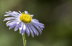 Garuleum schinzii