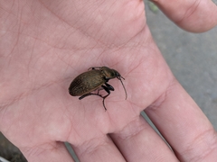 Carabus ulrichii
