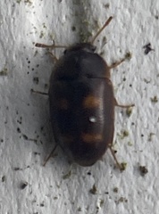 Litargus tetraspilotus