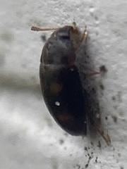 Litargus tetraspilotus