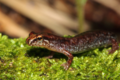 Desmognathus wrighti