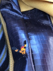 Oncopeltus spectabilis