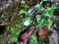 Mimophytum cardiophyllum
