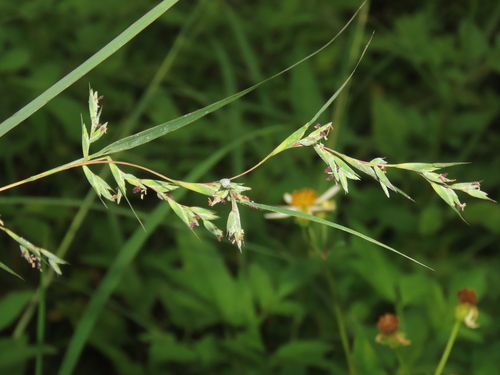 Image of Apluda mutica by (c) chiuluan, some rights reserved (CC BY)