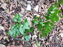 Berberis gracilis
