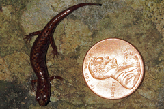 Desmognathus wrighti