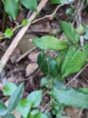 Leucauge blanda