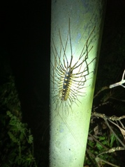 Thereuopoda clunifera