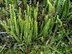 Jamesonia cheilanthoides