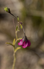 Hermannia coccocarpa