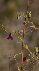 Hermannia coccocarpa